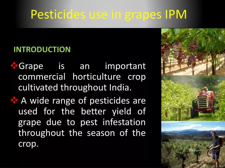 pesticides use in grapes ipm