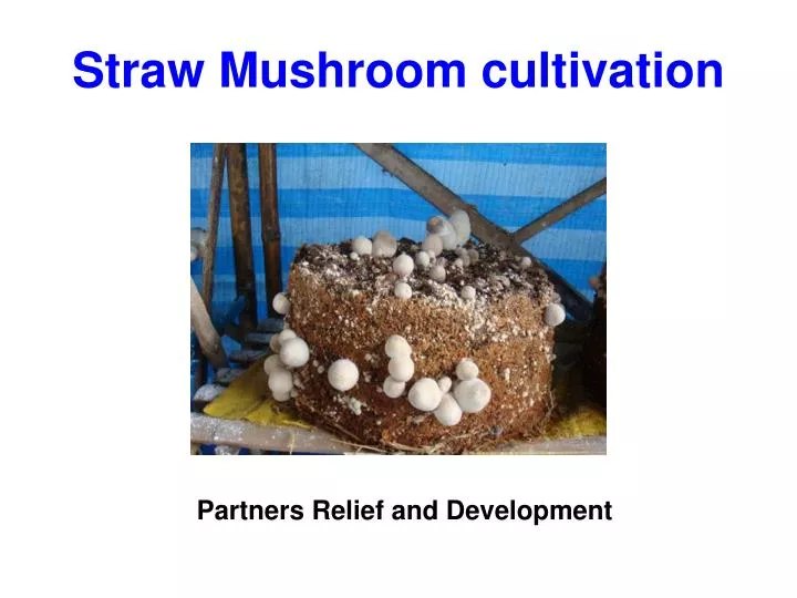 https://cdn1.slideserve.com/1829745/straw-mushroom-cultivation-n.jpg