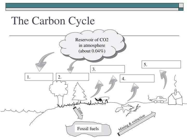 the carbon cycle