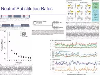 Neutral Substitution Rates