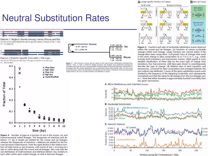 neutral substitution rates