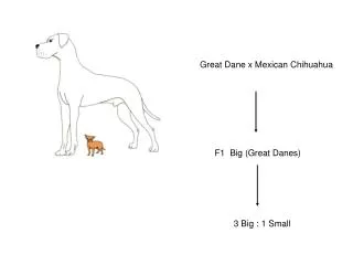 Great Dane x Mexican Chihuahua