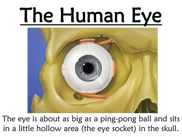 the human eye