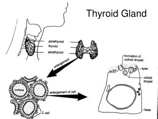 thyroid gland