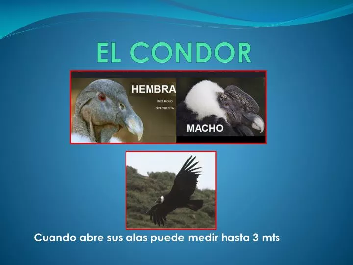 el condor