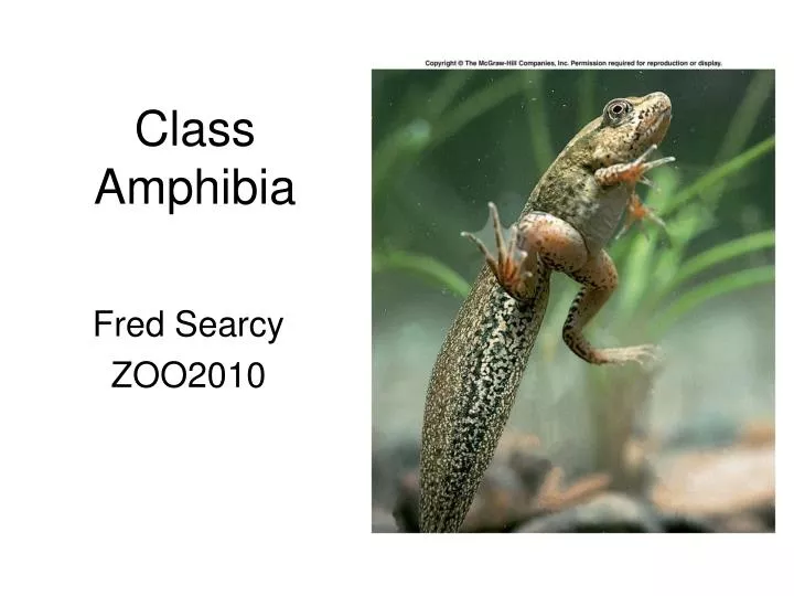class amphibia