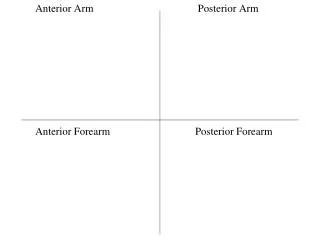 Anterior Arm 		 Posterior Arm 		Anterior Forearm			Posterior Forearm