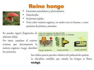 reino hongo