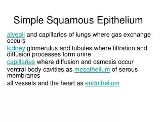 simple squamous epithelium