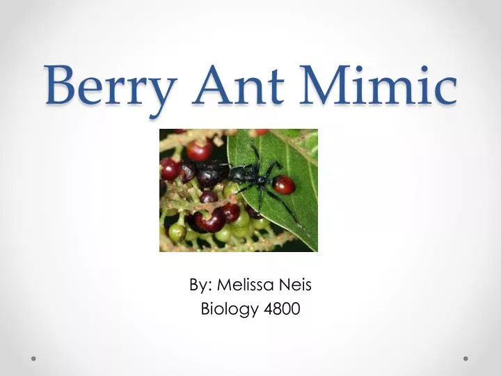berry ant mimic