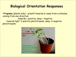 Biological Orientation Responses