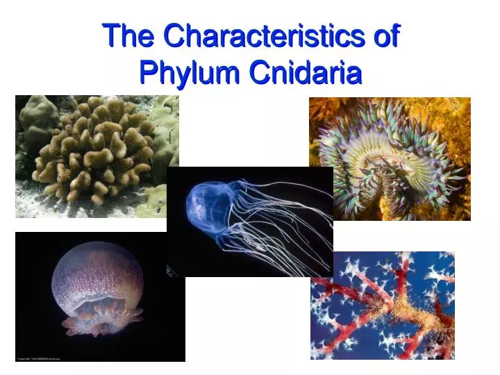 the characteristics of phylum cnidaria