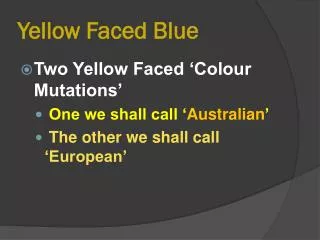 Yellow Faced Blue