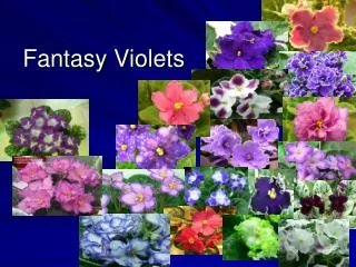 Fantasy Violets