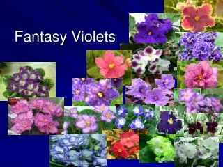 fantasy violets