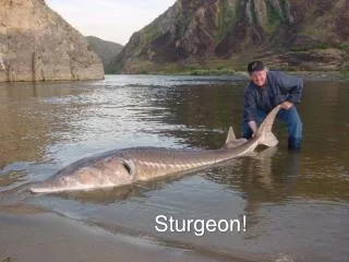 Sturgeon!