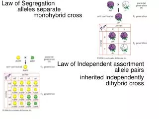 Law of Segregation 	alleles separate 		monohybrid cross