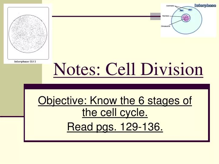 notes cell division