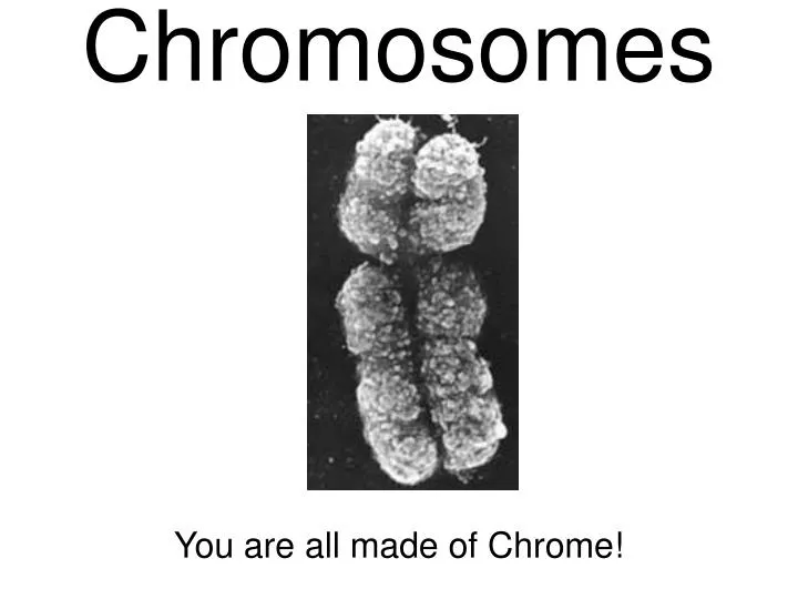 chromosomes