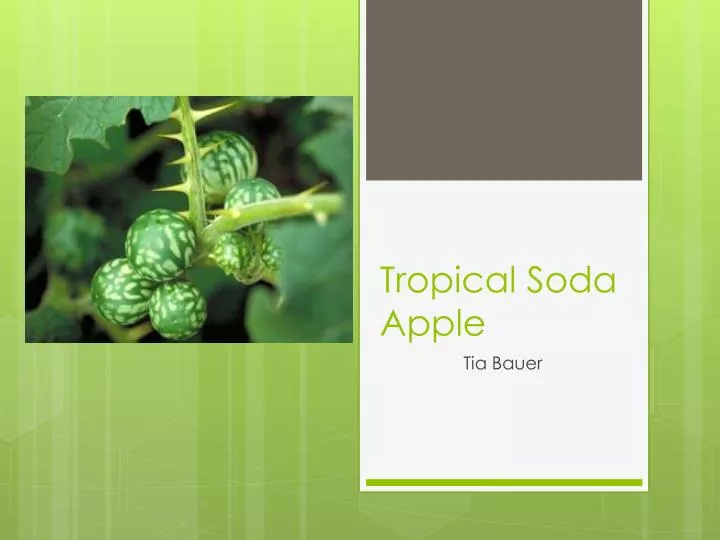 tropical soda apple