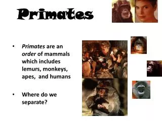 Primates