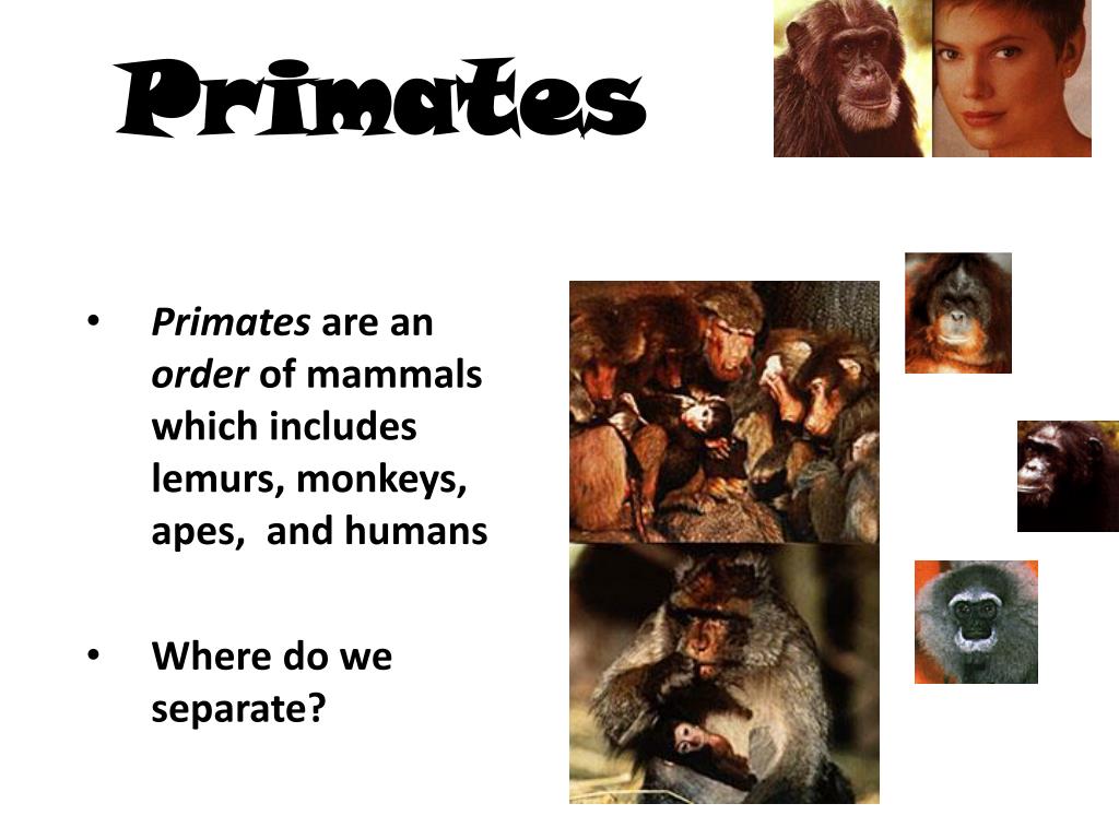 PPT - Primates PowerPoint Presentation, free download - ID:1835464