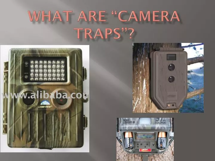 what are camera traps
