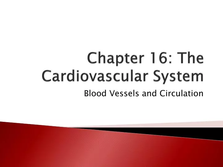 chapter 16 the cardiovascular system