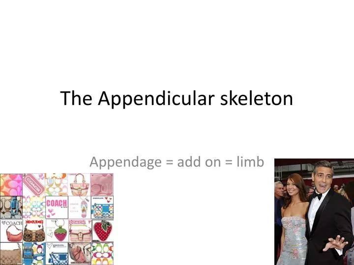 the appendicular skeleton