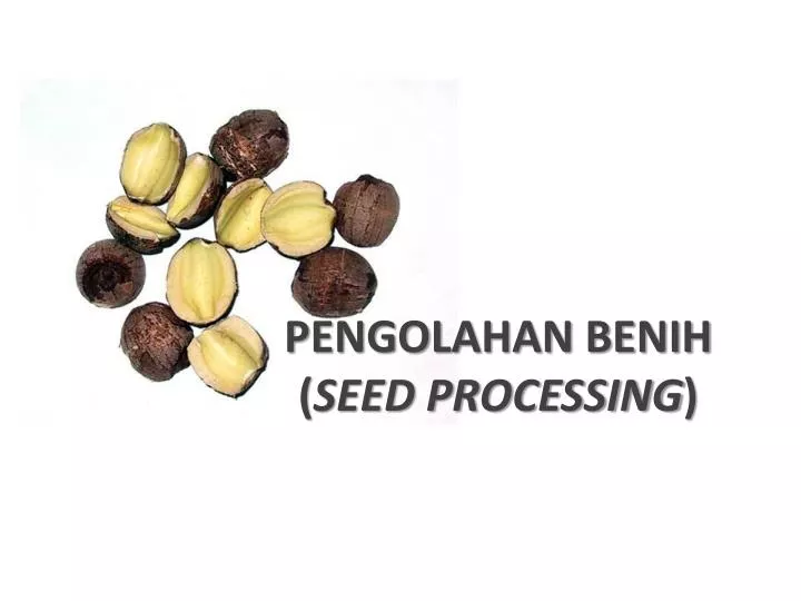 pengolahan benih seed processing