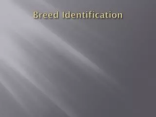 Breed Identification