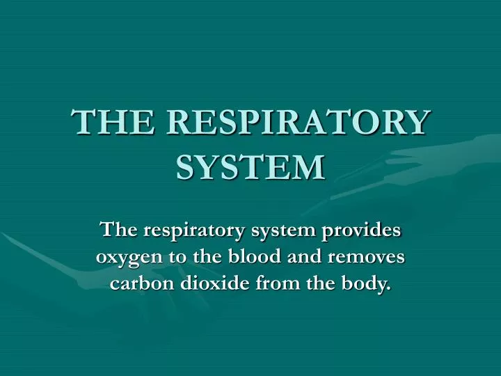 the respiratory system