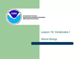 Lesson 19: Vertebrates I Marine Biology