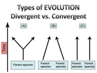 Types of EVOLUTION Divergent vs. Convergent