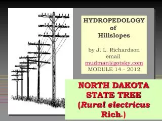 NORTH DAKOTA STATE TREE ( Rural electricus Rich .)