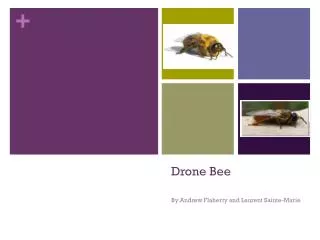 Drone Bee
