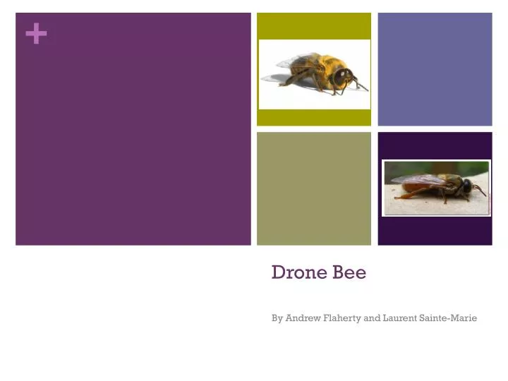 Drone (bee) - Wikipedia
