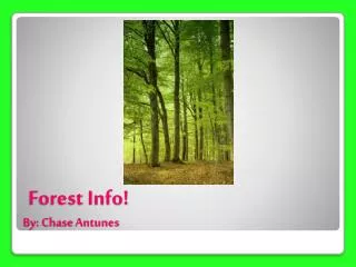 Forest Info! By: Chase Antunes