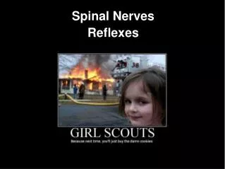 Spinal Nerves Reflexes