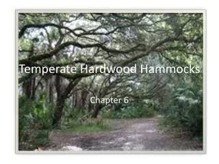 Temperate Hardwood Hammocks