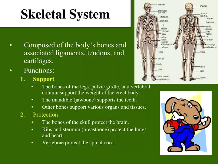 skeletal system