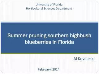 Summer pruning southern highbush blueberries in Florida