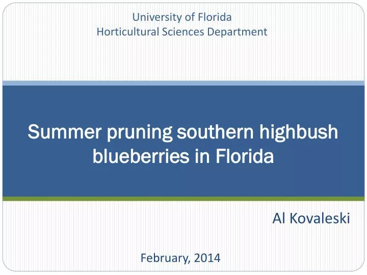 summer pruning southern highbush blueberries in florida