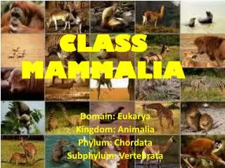 CLASS MAMMALIA