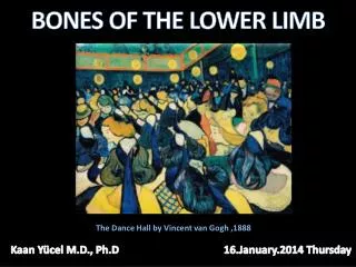 Bones of the Lower Limb