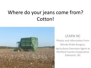 Where do your jeans come from? Cotton!