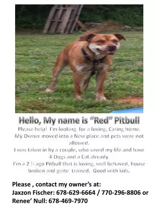 Hello, My name is “Red” Pitbull Please help! I’m looking for a loving, Caring home.