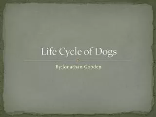 Life Cycle of Dogs