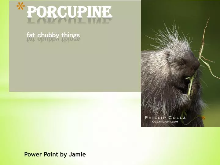 porcupine fat chubby things