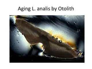 Aging L. analis by Otolith